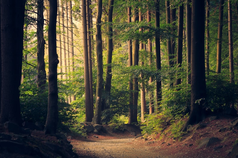 Bosque frondoso del Hayedo de Montejo